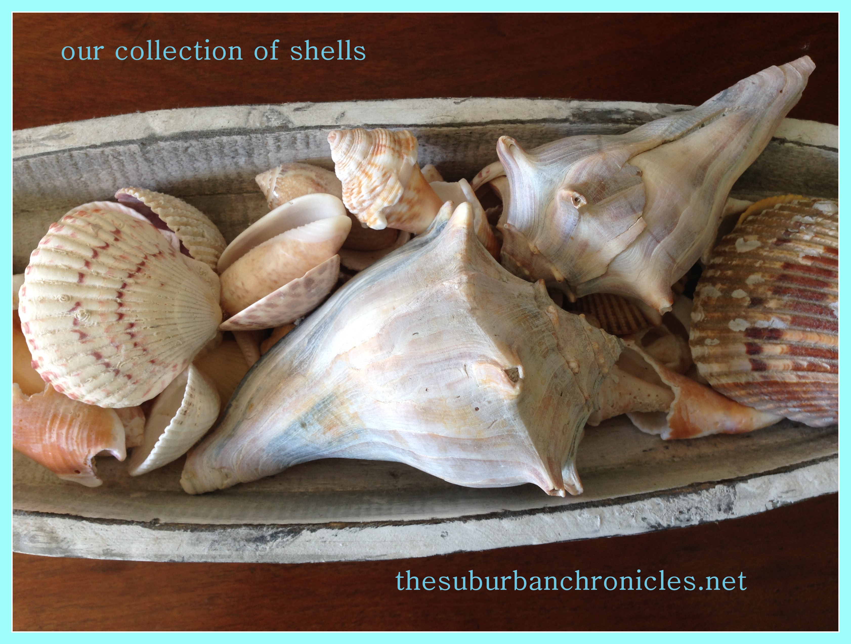 shells4